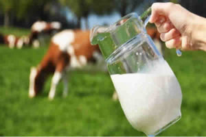 O leite realmente fortalece os ossos?